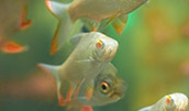 2014年水產(chǎn)養(yǎng)殖動(dòng)物病害發(fā)生的趨勢(shì)預(yù)測(cè)